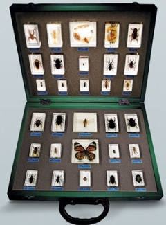 곤충표본C형(30종)