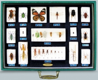 곤충표본B형(16종)
