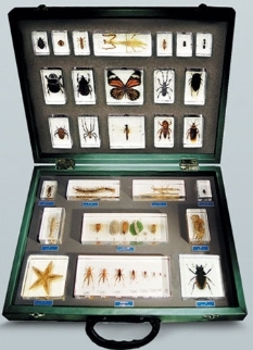 곤충표본A형(27종)